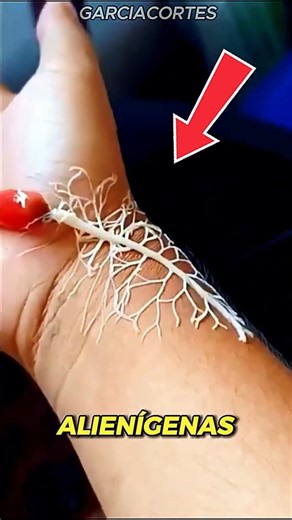 3 Creatures That Look Like Aliens But Are Real. 👽👾 #funfacts #animals #nature