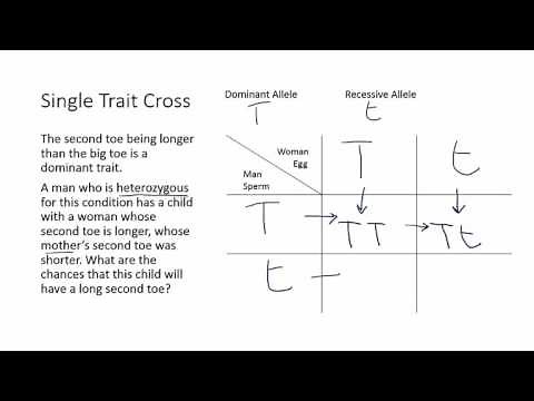 Punnett Square Example - One Trait Cross