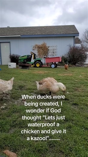 Ducks: The Waterproof Chickens with Kazoos