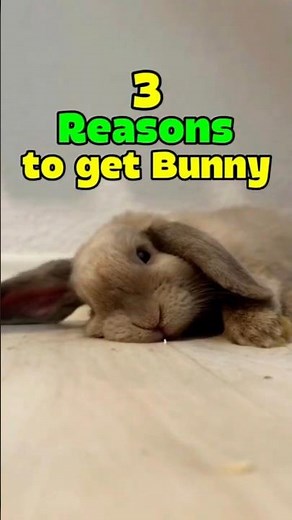 3 Reasons You Should Get a Bunny 🐰✨ #rabbit #bunny