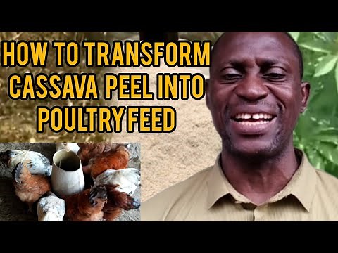 How to Transform Cassava Peel into Poultry and Livestock Feed | Innovations and Step by Step guide