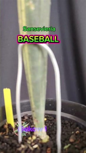 sansevieria BASEBALL VK #sansevieria #fyp #shorts