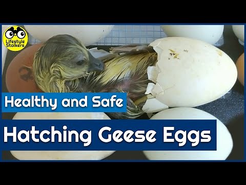 Hatching Geese Eggs - Healthy and Safe!