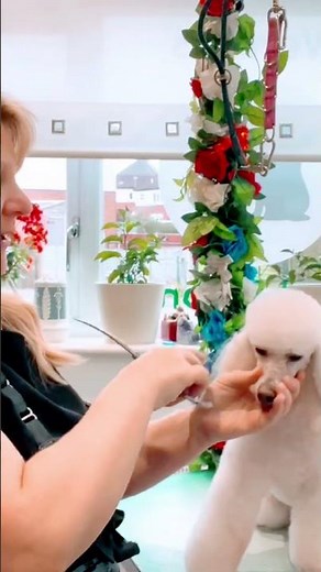 Easy Poodle top knot #wendythepracticalpetgroomer #dailyvlog #poodle grooming le
