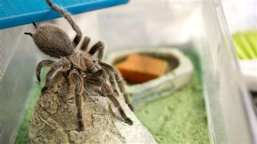 'Hordes' of tarantulas coming to Texas. Where are you likely to see the fuzzy spiders?