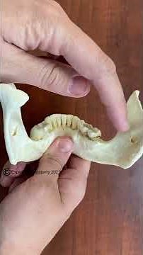 Inferior Alveolar Nerve Numbing