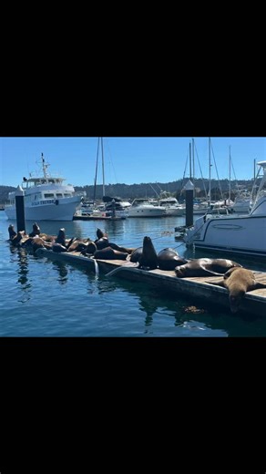 Chris & Kelley Johnson on Instagram: "We've been rewarded for making it around Point Conception and into Southern California with warm sunny weather. We plan to take our time, exploring each stop as we make our way south to San Diego. I'm pretty impressed with Catalina island. The water is super clear and the snorkeling is as good as anything in Hawaii, Diego Garcia, Mexico or St Martin. And, it's only a quick ferry ride from LA--its a gem. #sailing #hallbergrassy #catalinaisland"