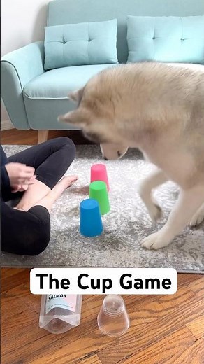 The Cup Game - Mental Stimulation Activity for Dogs