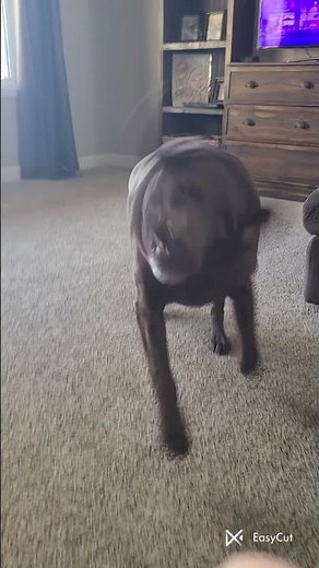dog running in slow motion