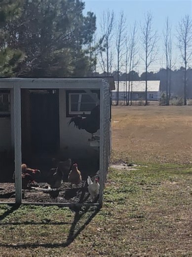 Rooster crow battle! It's 3 vs 1 but I think my 1 won 😁😉 #rooster | rooster