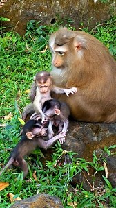 Mother monkey Rose with baby Rina and Patch, Naina. | John Stewart