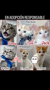 Caso externo 😻😻🐾ADOPTANOS TIENES LA OPORTUNIDAD DE DEMOSTRAR AMOR PURO A ESTOS GATITOS RESCATADOS Y SER FELIZ ❤️‍🩹🏠AYUDANDONOS A SALVAR VIDAS🐾🙌 SON (MACHOS) De caritas graciosas y ojitos expresivos BUSCAN HOGARES RESPONSABLES Y PARA SIEMPRE ❤️‍🩹🙌 Tenemos dos meses (blanco con rubio) de edad (nacimos el 27 de julio) y 3 meses el romano No tenemos pulgas Comemos comida humeda y pepitas usamos el arenero DESPARASITADOS Más inf al número 0 99 914 7312 0992883355 0985119118 Compromiso de est