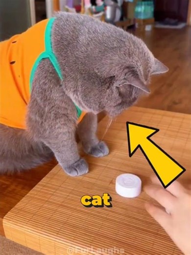 This Cat Can’t Be Fooled 😳 It Picks the Right Cup EVERY Time!