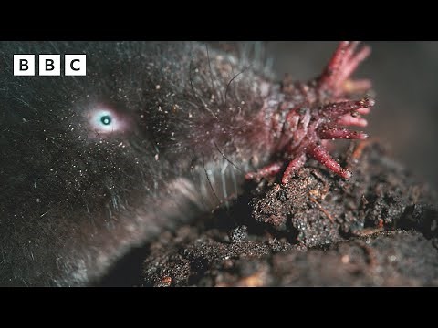 This star-nosed mole has SUPERPOWERS 👃 | Mammals - BBC