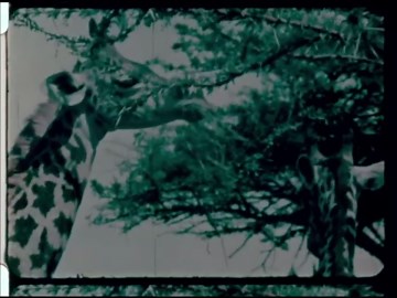 Monkey King: A Classic Animated Jungle Adventure