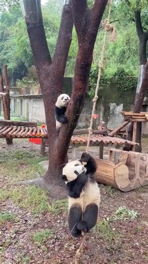 Cute panda compilation#panda #fyp #cute #