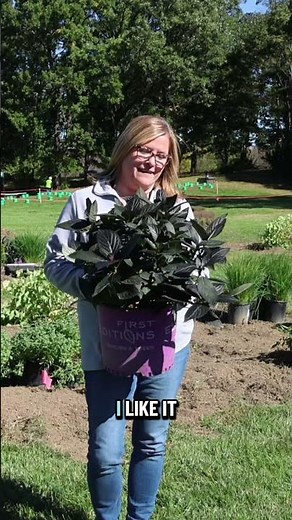 There’s No Hydrangea Like Eclipse® | Dark, Dramatic & Absolutely Stunning