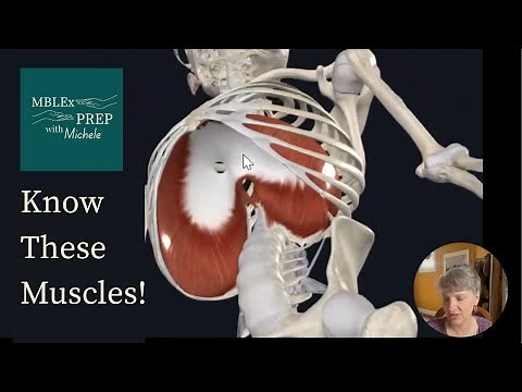 MBLEx Kinesiology: Spine & Thorax Muscles You NEED to Know to Pass