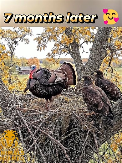 Eagle Adopts Turkey on Live Nest Cam