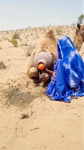 شيء أصفر غريب يظهر من جرة بجانب جمل في القرية