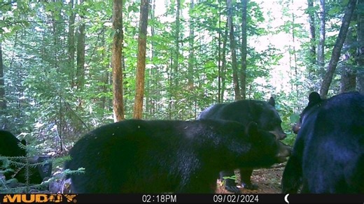 Bear attack in western Wisconsin offers reminders about encounters; bear to be euthanized