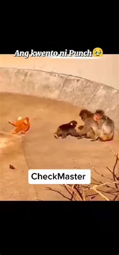 Punch story | CheckMaster Vlogs