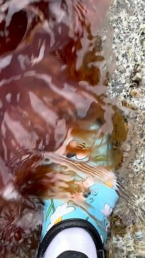 Catherine Dobrowolski on Instagram: "Luckily wearing my sloggers when a venomous lionsmane jelly🪼 rides my foot!😃 166K views #giantjellyfish #jellyfish #tentacles #octonation #cyberoceans #cleanbluesea #onlyinvictoria #victoriabuzz #ogdenpoint #natgeotv #pacificocean #salishsea #victoriabctourism #tourismbc #bctourism #vancouverislandtourism #vancouverisland #westcoast #canada🇨🇦 #sloggers #usa🇺🇸"