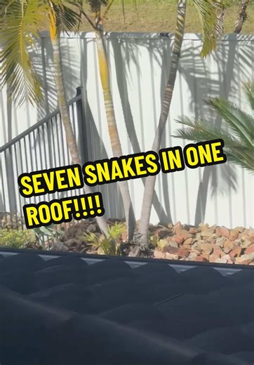 Seven Common Tree Snakes Found in One Home