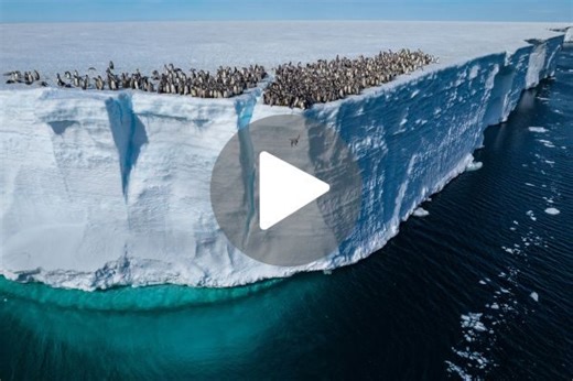 “Unbelievable thing to see”: Drone captures never-seen-before footage of penguin chicks plunging 50 feet into Antarctic Ocean | Discover Wildlife