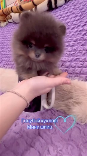 💎Blue MINI SPITZ puppy #superspitz #minispitz
