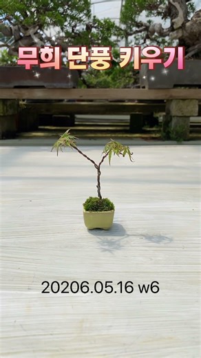 무희 단풍 키우기 2026.05.16 w6 #단풍나무 #분재 #maple #bonsai #もみじ盆栽 #盆栽 #紅葉
