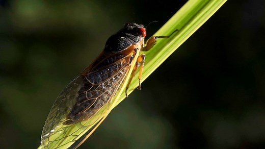 Millions of cicadas will reemerge after 17 years underground
