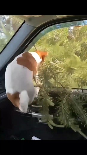 memes de pets engraçados! #memesdepets #vídeoengraçado #animaisdeestimação #paravocê #memes