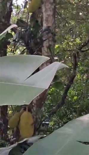 Nature Park Bukit Batok Singapore. #nature #singapore