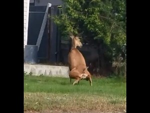 Deer caught pooping on front lawn.