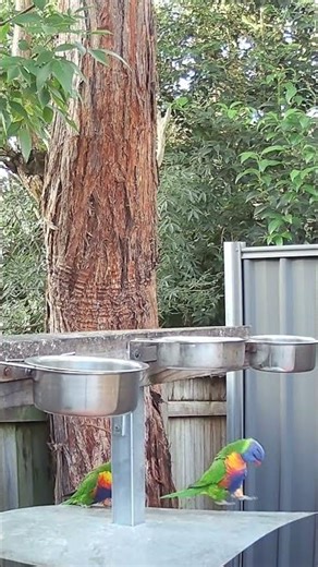 What Do Lorikeets Do For Fun?