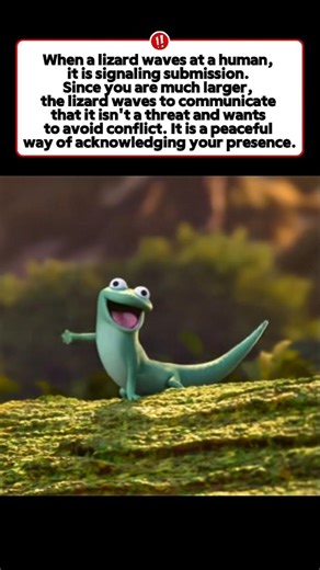 Lizard say hi to you🦎 #didyouknow