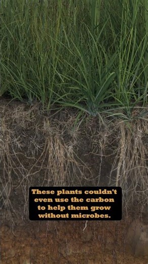 Covering soils is life and death