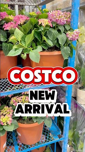 Hydrangeas Are Back at Costco! Stunning Perennial Plants✨#costcofinds #costcoplants #hydrangea