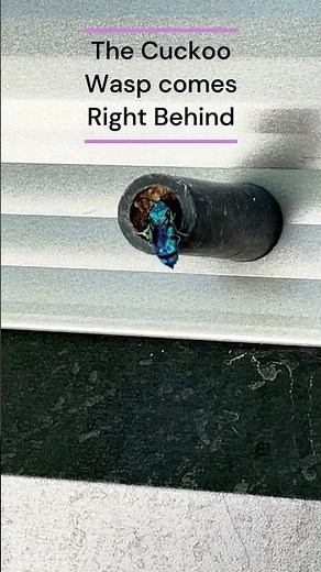 Four Toothed Mason Wasp didn't Lock the Door! The Cuckoo Wasp was Watching!