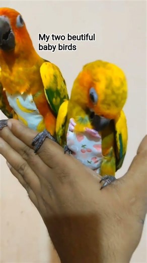 Zaraattrocity #mightyfeathersfarm #sunconure #birds #love