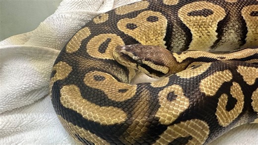 Pet python found at California In-N-Out reunited with family 40 miles away