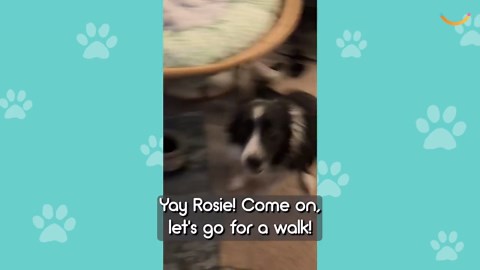 Dog Told She Can Go For Walk If She Fetches Old Deaf Dog From Garden