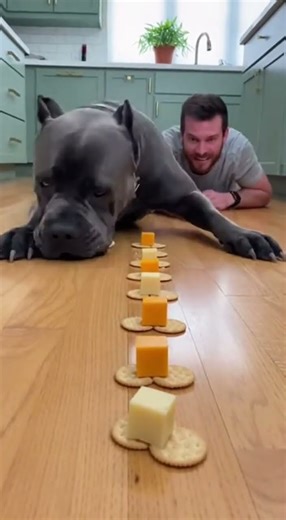 Cheese Vanished Instantly 😱