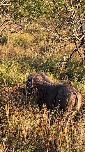 379K views · 2.3K reactions | Grunting Warthog #nature #wildlife #animals #amazing #viralreels | Wildest Kruger Sightings | Facebook