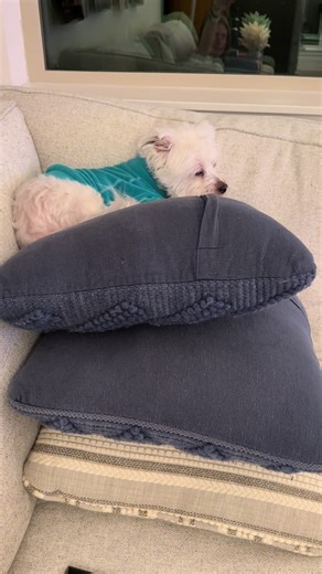 Princess and the pea