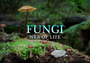 Official Trailer for IMAX Movie 'Fungi: Web of Life' Narrated by Björk | FirstShowing.net