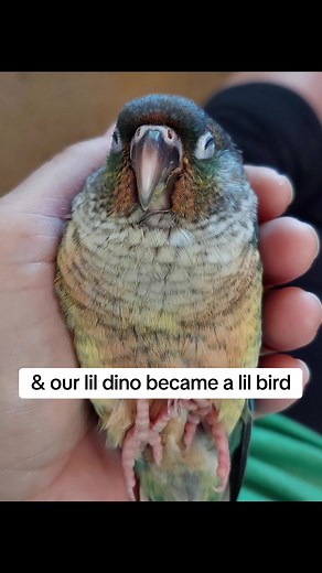 The Story of Captain Pickles: A Resilient Conure's Journey
