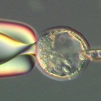 Video: Trans-inner Cell Mass Injection of Embryonic Stem Cells Leads to Higher Chimerism Rates