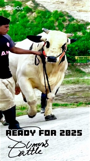 The Biggest, Heaviest, and Most Powerful Holstein Friesian Bull – The Handler is trying to Manage Him!👑🐄 #HolsteinFriesian #PowerfulBull #GiantBull #reels #viral #reels2025 #trend #cows #cattle #bulls #foryoupage #sumonscattle | SUMON’S CATTLE